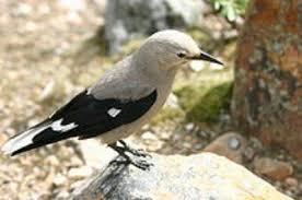مقاله در مورد پرنده شناسی